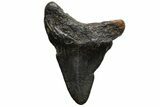 Bargain, Megalodon Tooth - North Carolina #152887-1